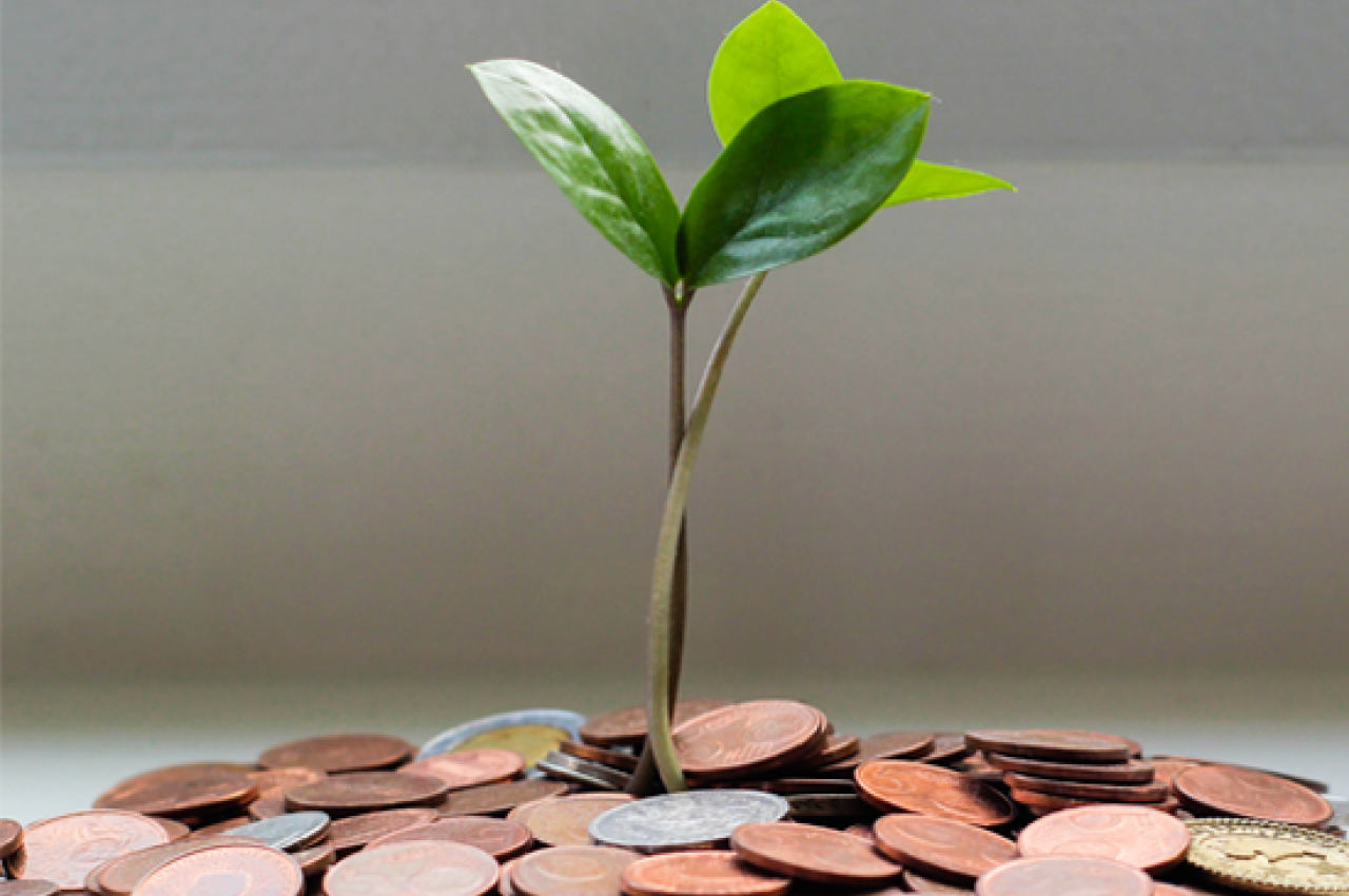 Plant growing from coins